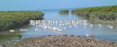 ​海鸭蛋为什么叫海鸭蛋