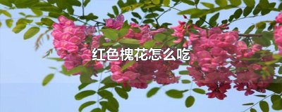 ​红色槐花怎么吃