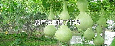 ​葫芦提前摘了行吗