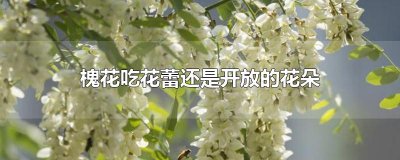 ​槐花吃花蕾还是开放的花朵