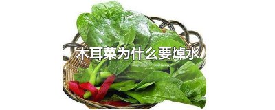 ​木耳菜为什么要焯水