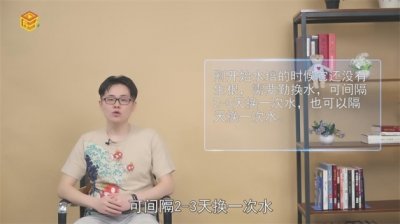 ​水培绿萝要勤换水吗