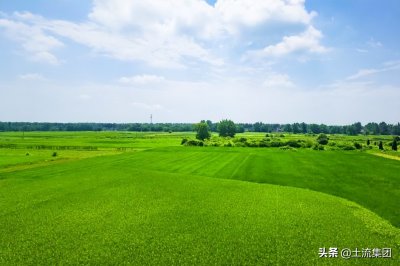 ​种粮大户100亩以上补贴（2022年种粮食的补贴政策）