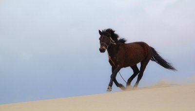 ​为什么马肉有毒