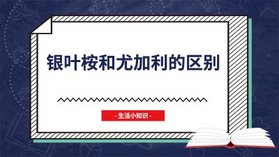 ​银叶桉和尤加利的区别