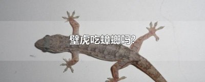 ​壁虎吃蟑螂吗?