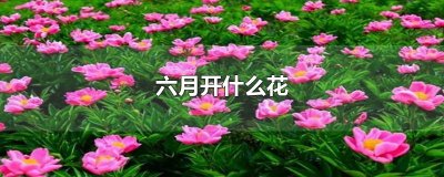 ​六月开什么花