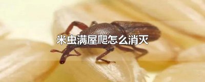 ​米虫满屋爬怎么消灭