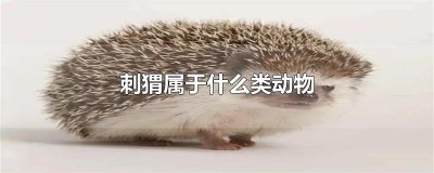 ​刺猬属于什么类动物