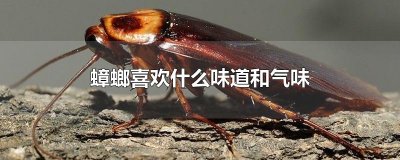 ​蟑螂喜欢什么味道和气味