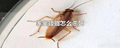 ​家里蟑螂怎么杀死