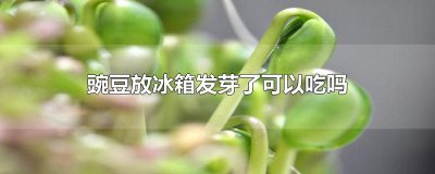 ​豌豆放冰箱发芽了可以吃吗