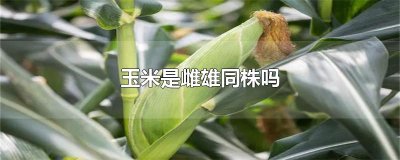 ​玉米是雌雄同株吗