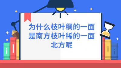 ​为什么枝叶稠的一面是南方枝叶稀的一面北方呢