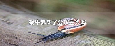 ​蜗牛养久了会认主人吗