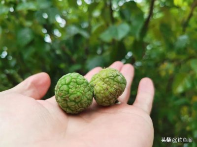 ​钓草鱼用什么饵料最好（总结6种钓草鱼的打窝最饵料）