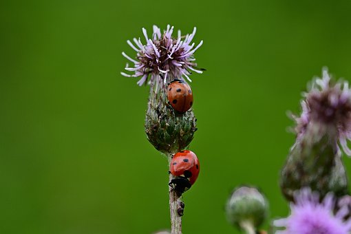 ladybug-4373420__340.jpg