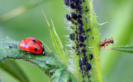 ladybug-1486479__340.jpg