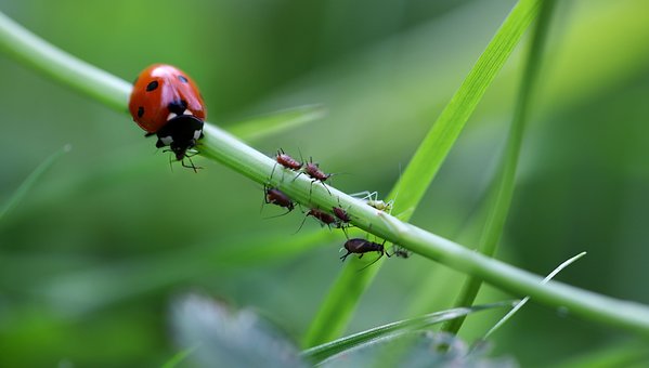 ladybug-7514234__340.jpg