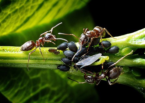 ants-1271768__340.jpg