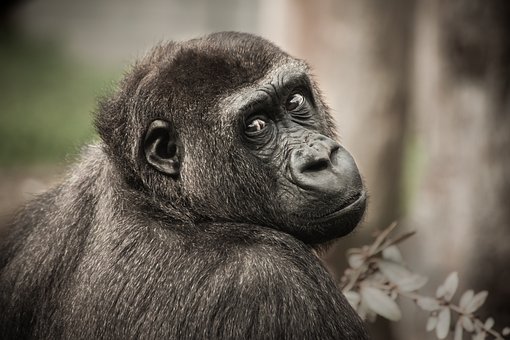 gorilla-2586193__340.jpg