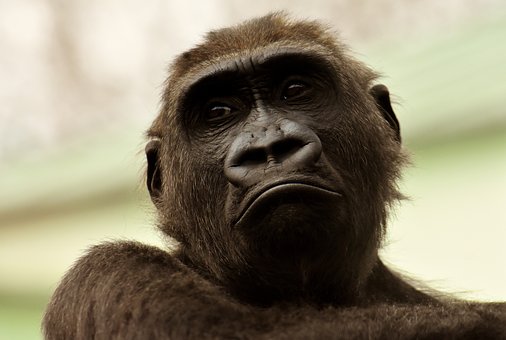 gorilla-3320487__340.jpg