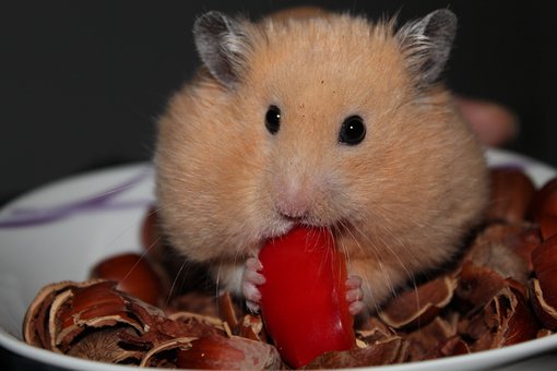 goldhamster-943373__340.jpg