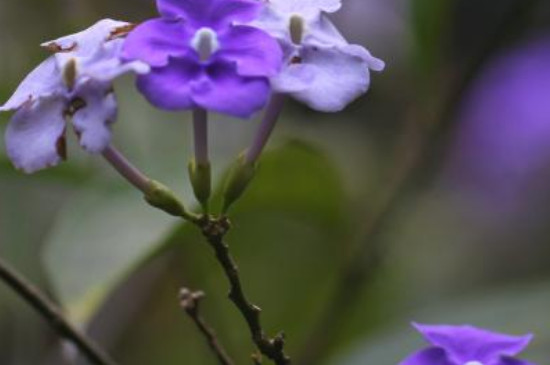 鸳鸯茉莉的花语和寓意(图3)