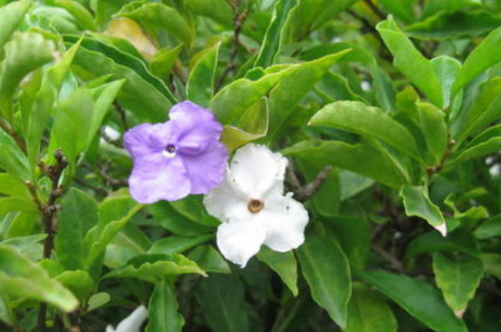 鸳鸯茉莉的花语和寓意(图2)