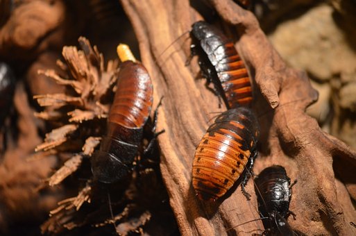 cockroaches-215544__340.jpg