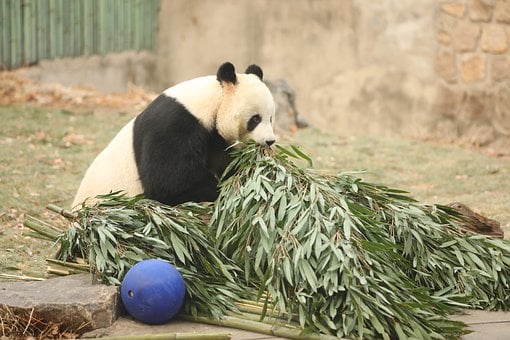 giant-panda-7716924__340.jpg