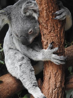 koala-4450420__340.jpg