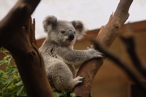 koala-3055832__340.jpg