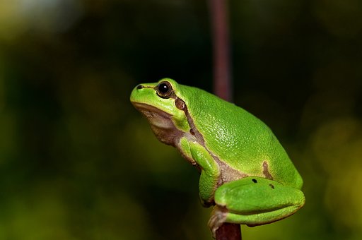 mediterranean-tree-frog-796466__340.jpg