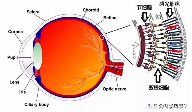 人类眼睛放大后是什么样子（人眼像素高达5.76亿）(5)