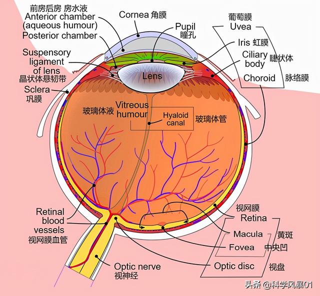 人类眼睛放大后是什么样子（人眼像素高达5.76亿）(8)