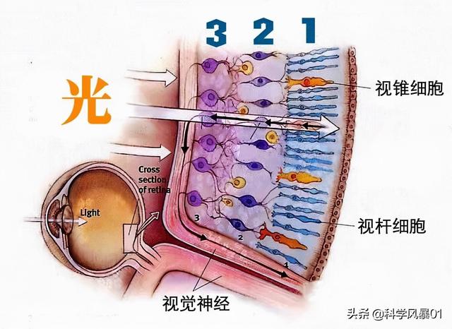 人类眼睛放大后是什么样子（人眼像素高达5.76亿）(12)