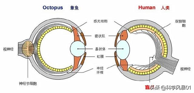 人类眼睛放大后是什么样子（人眼像素高达5.76亿）(18)