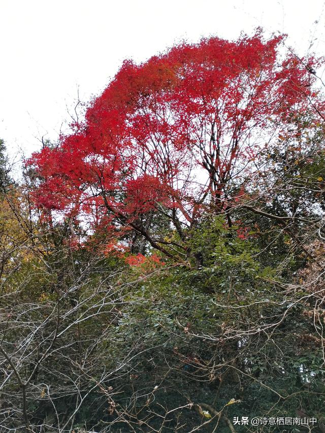 天堂寨旅游全攻略（天堂寨秋景值得一游）(25)