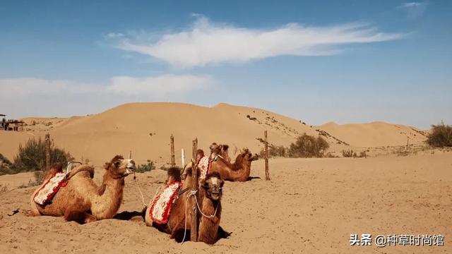 假期旅游攻略自由行（7个好看又好玩的假期旅游地）(62)