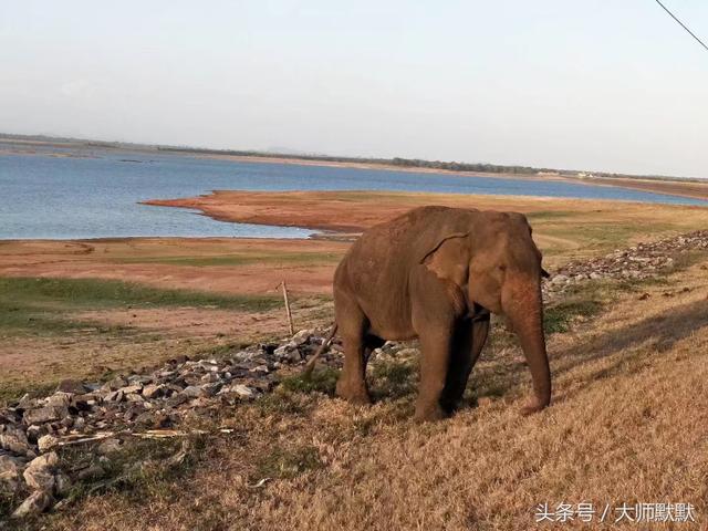 到斯里兰卡旅游的签证要求（旅行达人教你怎么玩斯里兰卡）(8)