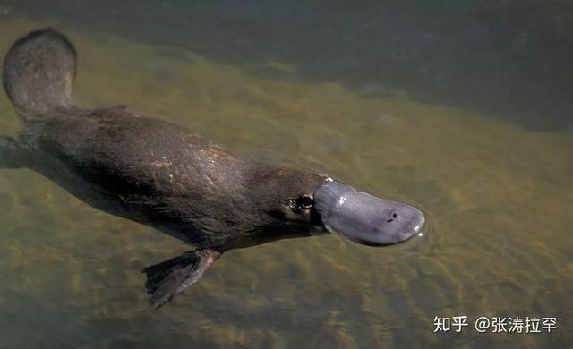 鸭嘴兽为什么有毒刺（神秘鸭嘴兽雷达长嘴上）(7)