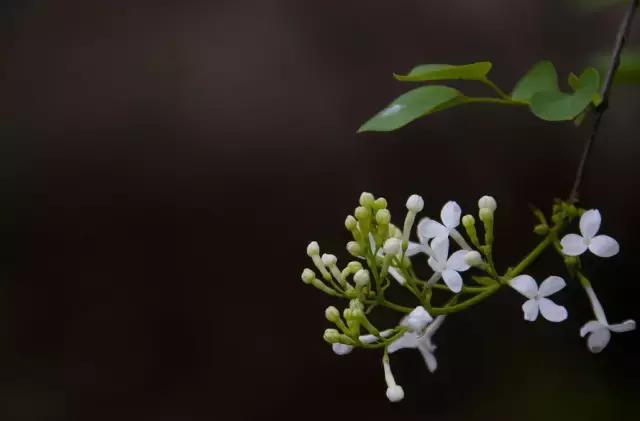 各个省市的市花（全国56市市花）(38)