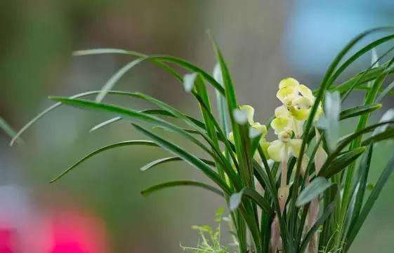 各个省市的市花（全国56市市花）(61)