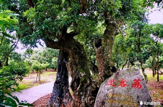 高州旅游攻略地图（游尽高州20个美景）(7)