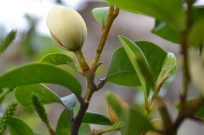 ​含笑花怎么养（含笑花的养殖方法）