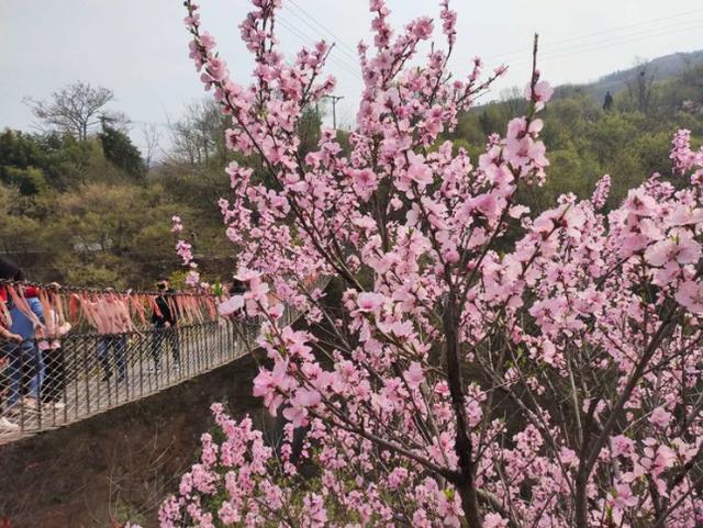 河南景区免门票方法（河南这么多景区免门票）(2)