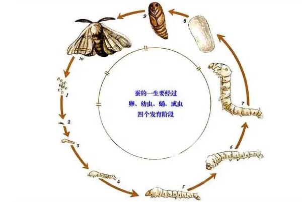 网络图片(侵删)