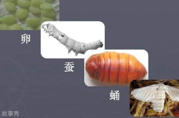 网络图片(侵删)