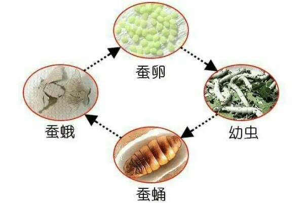 网络图片(侵删)